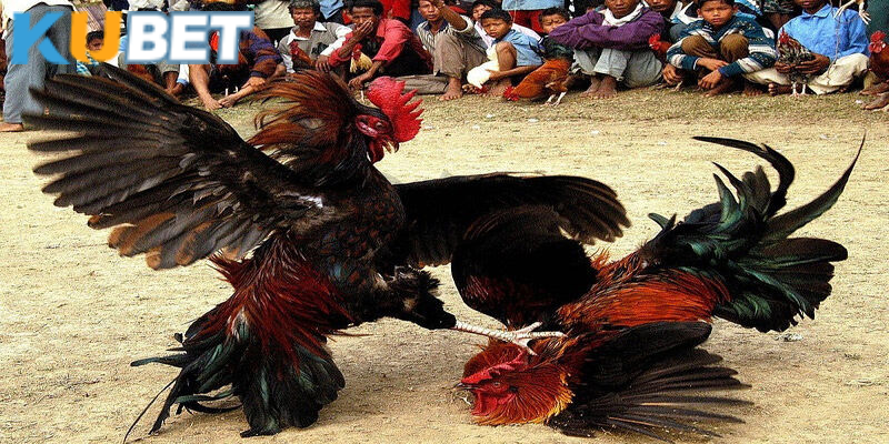 Quản lý tiền cược, không cược vô kế hoạch