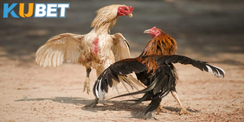 Cập nhật và chọn tỷ lệ cược đá gà tốt nhất