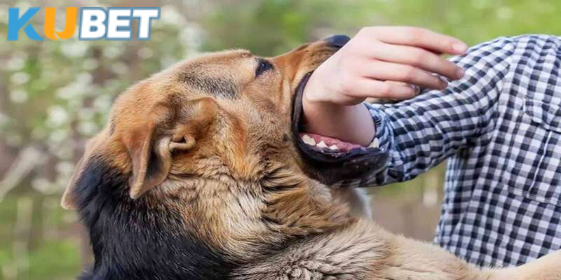 Ý nghĩa giấc mơ thấy chó tấn công mình