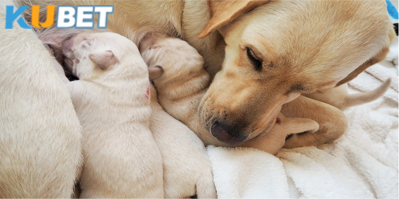 Mơ thấy chó sinh con cho thấy dấu hiệu tốt