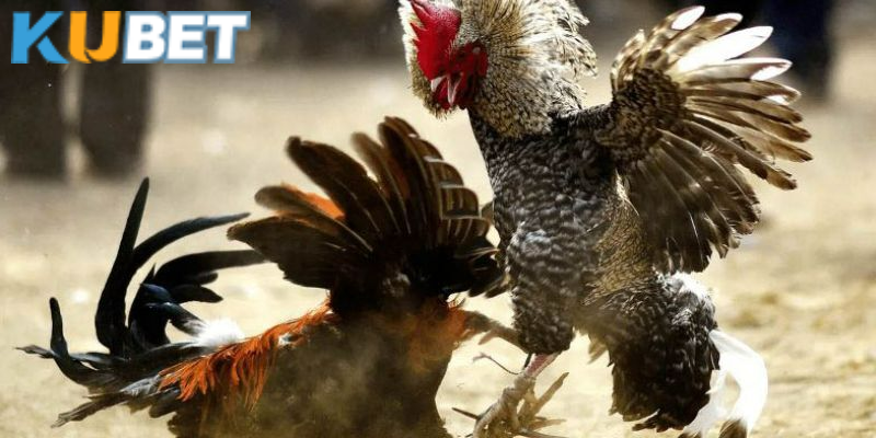 Sử dụng tiền khuyến mãi vào trận chọi gà hay